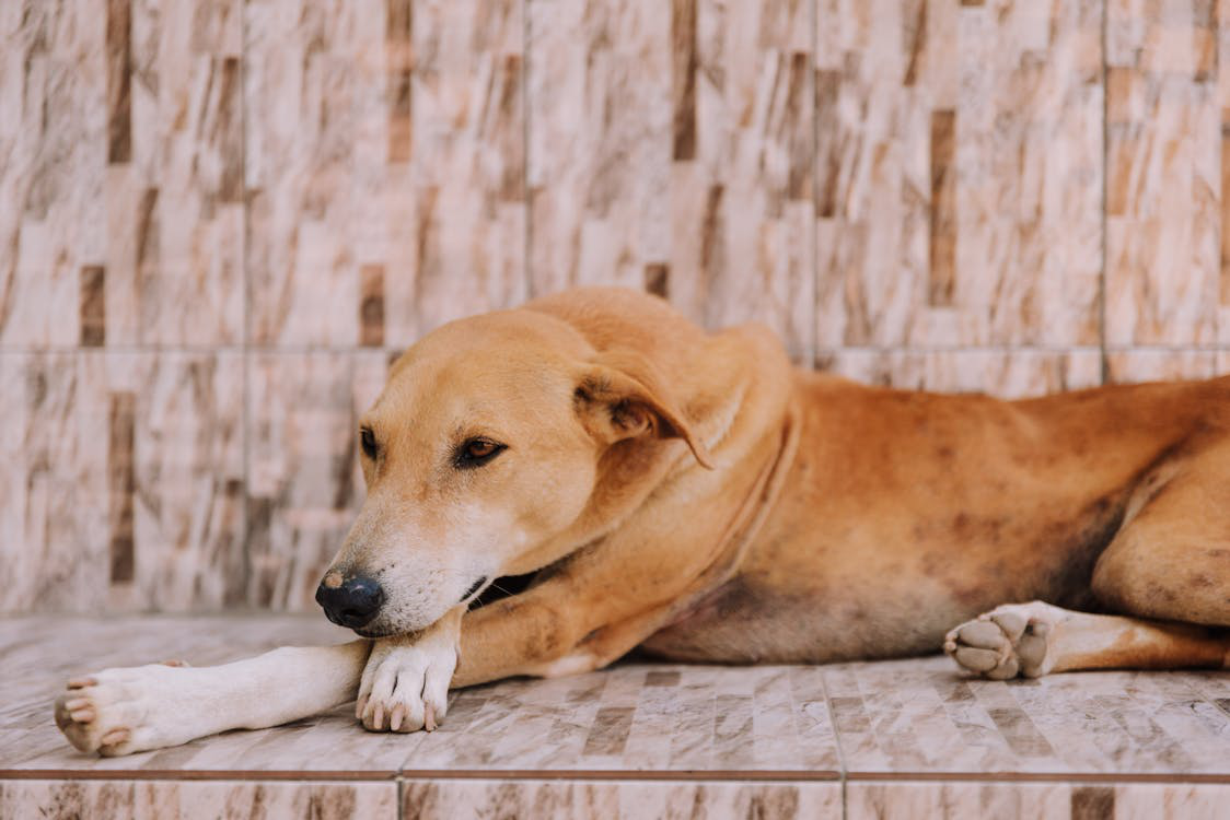 A dog lying down