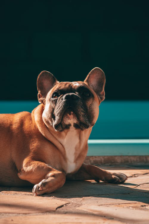 Adorable French Bulldog resting on poolside.