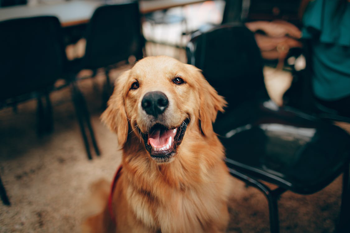 A short-coated tan dog