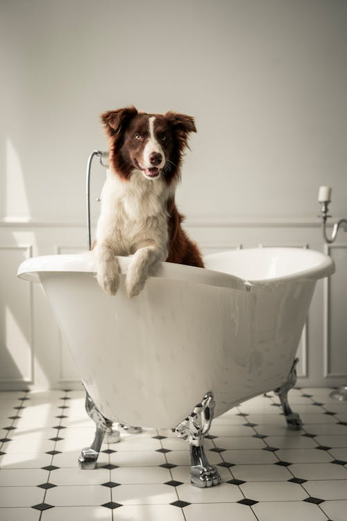 A furry dog in a bathtub