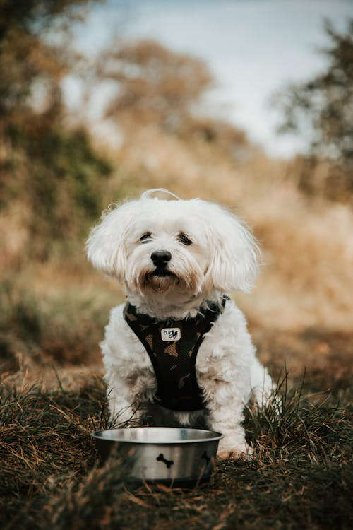 Small white dog in a camo vest sitting in front of a bowl on the grass