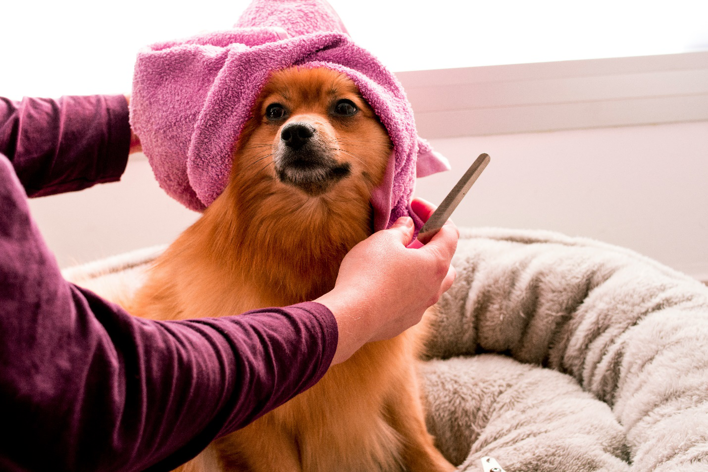 a Pomeranian with a pink towel on its head