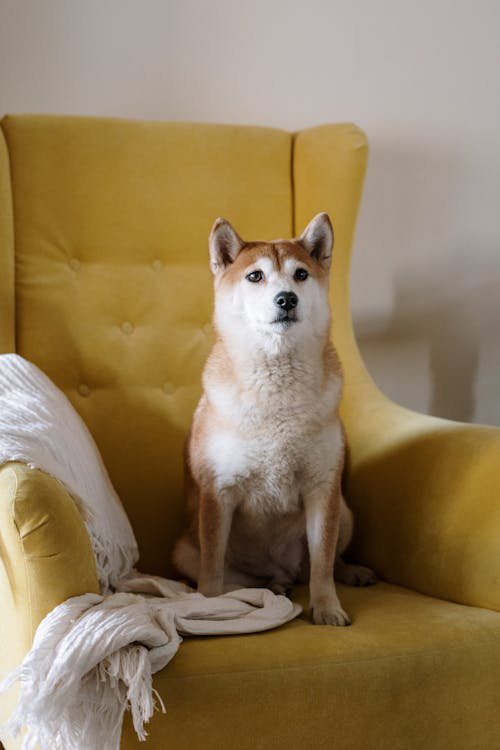 Shiba Inu on a yellow armchair.