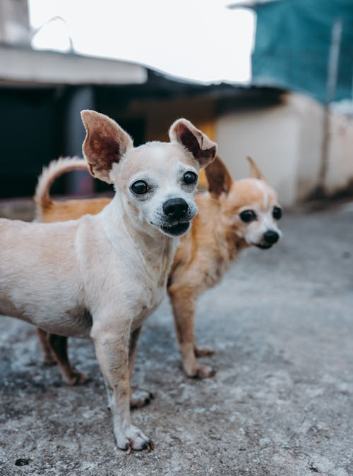 Summer in Puppy Paradise: Fun and Safe Activities for Dogs at Day Camp