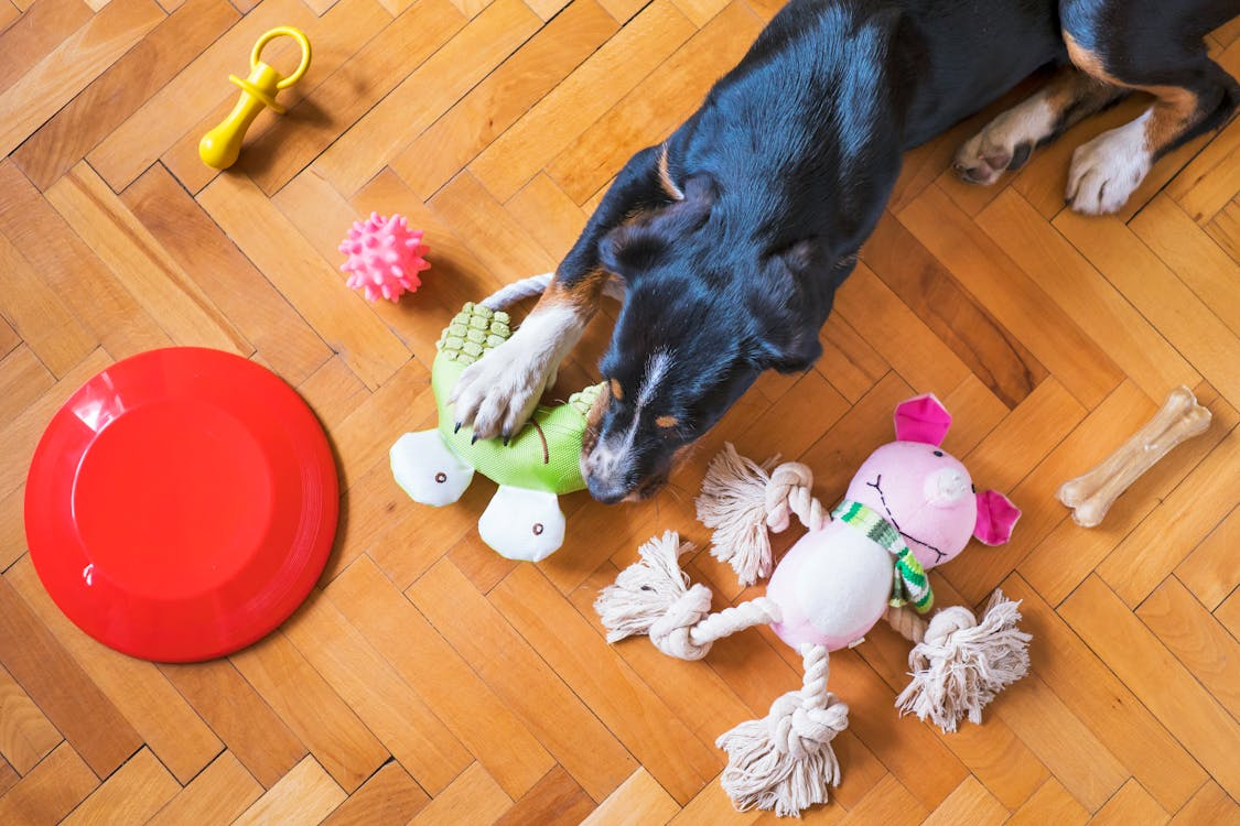 a dog playing with toys