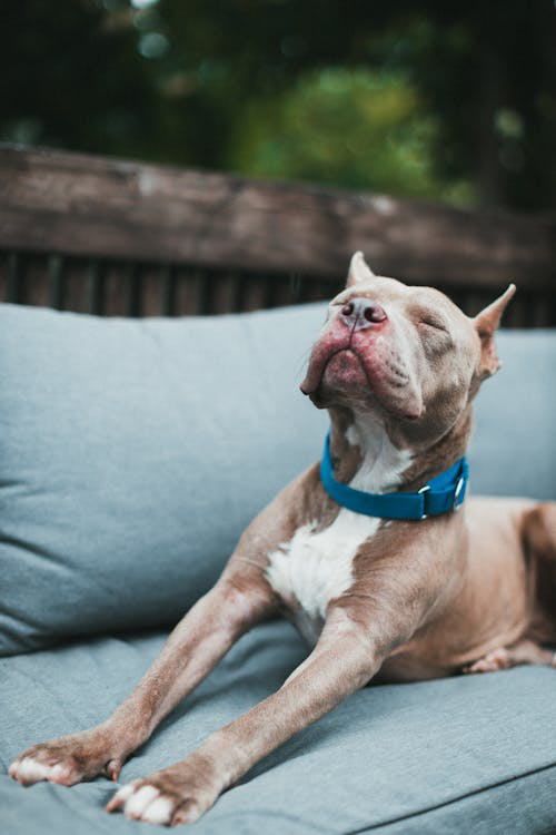 Pit bulldog stretching on a sofa.