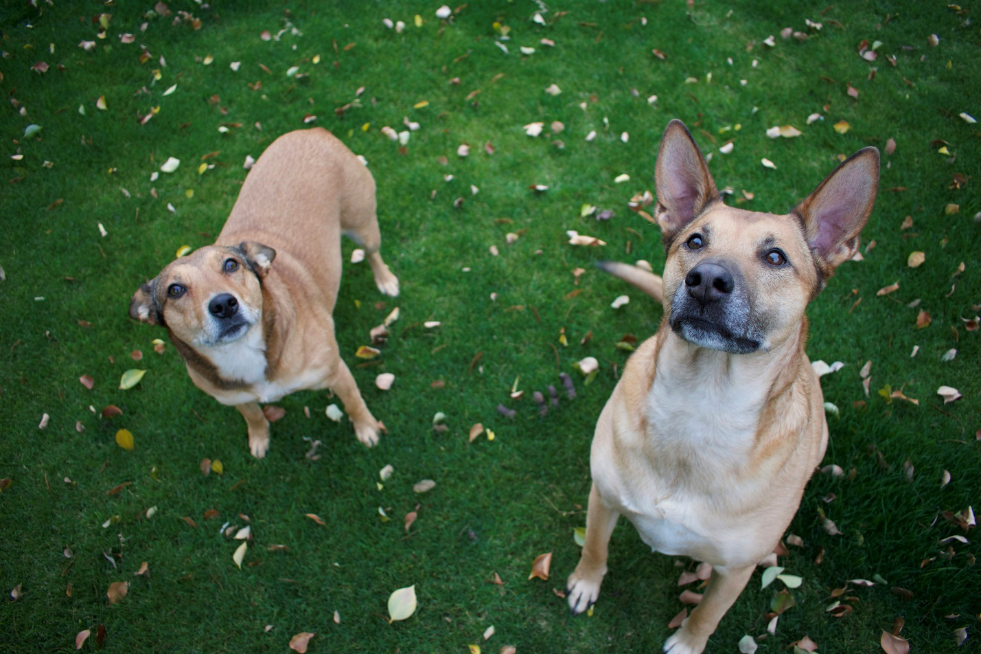 Two brown dogs standing on green grass