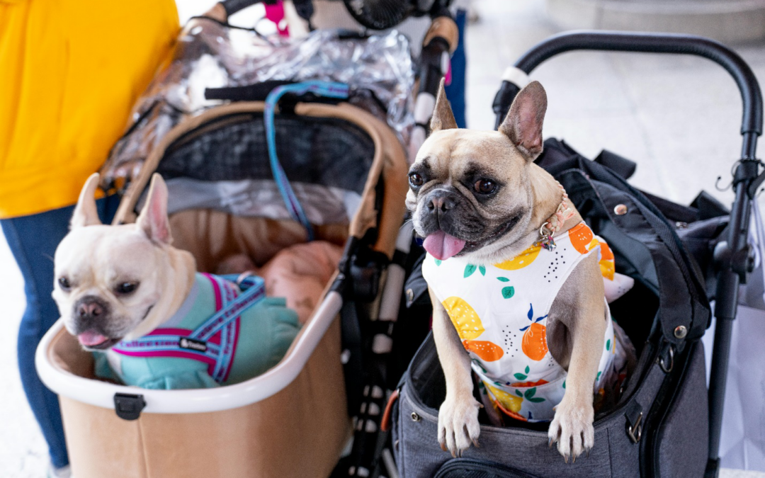 Here’s Why Our Dog Daycare, Near the Palm Springs area, Is the Ultimate Playground for Your Pup