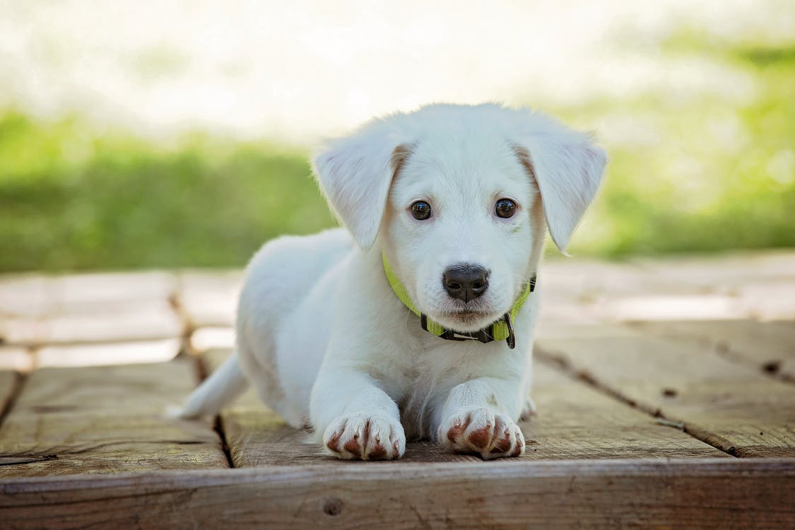 An image of a dog sitting on the ground