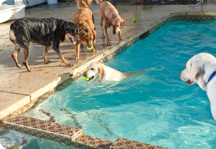 Dogs playing in a pool at The Grand Paw