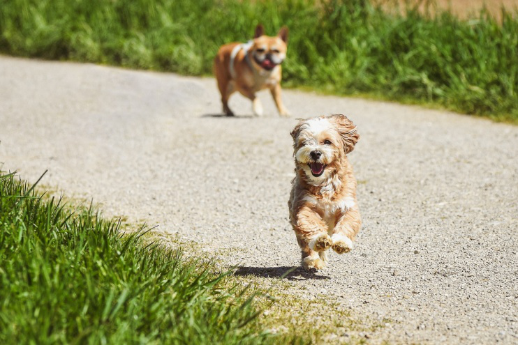 Luxury Dog Boarding Retreats: A Day in the Life of Dogs at Rancho Mirage