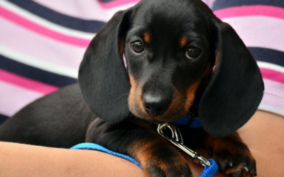 The Role of Enrichment in Dog Daycare: Keeping Dogs Happy and Healthy