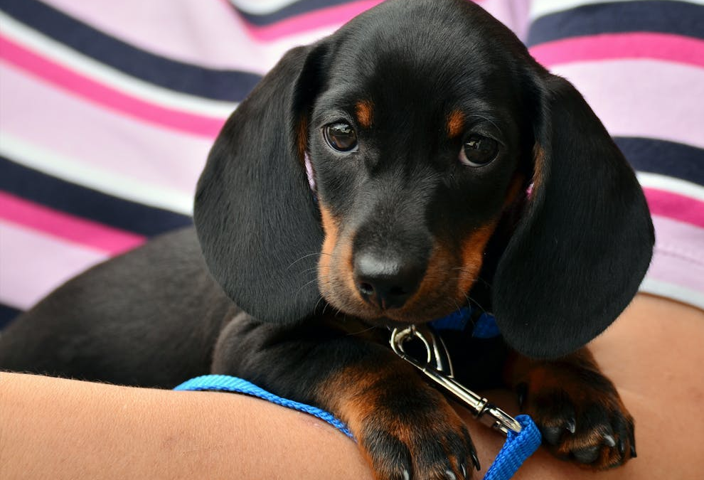 The Role of Enrichment in Dog Daycare: Keeping Dogs Happy and Healthy