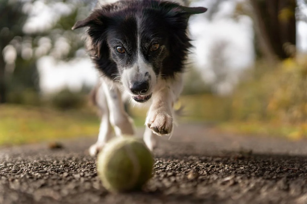 What Makes a Dog-Friendly Resort? Features Every Dog Lover Should Look For