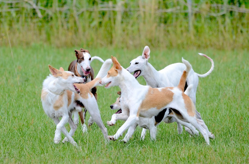 Energetic dogs playing and interacting in a doggie day camp setting.