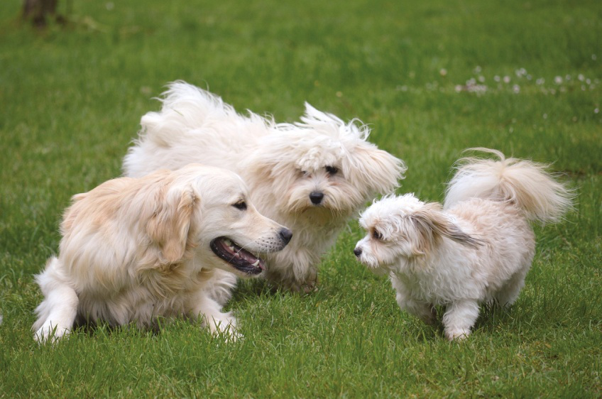 Several dogs of different breeds playing together at a dog daycare.