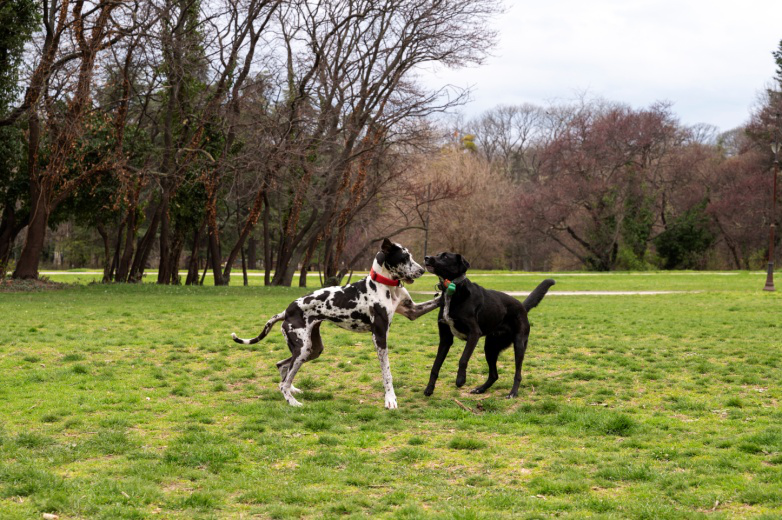 Happy dogs engaged in playful activities at a dog daycare facility.