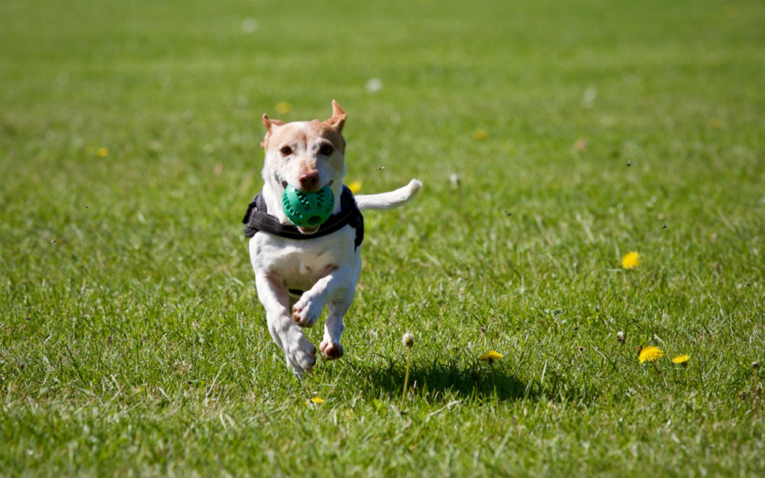 Why Dog Daycare Near Indian Wells Is Perfect for Active and Social Dogs