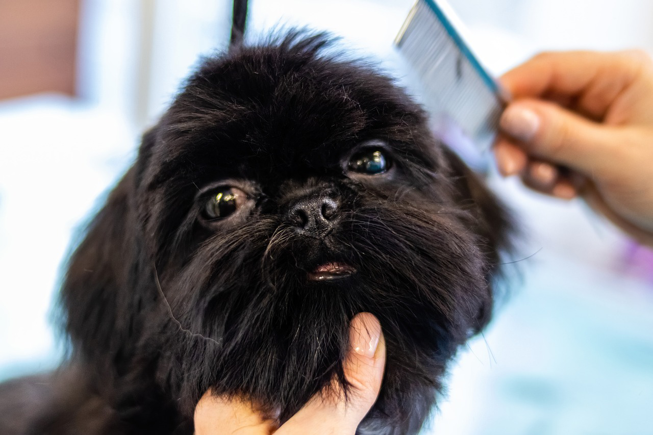 person combing a black dog's fur.