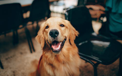 Why Every Dog Deserves Personalized Care: Tailoring Their Stay at Doggy Daycare