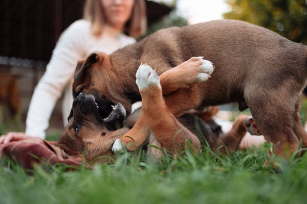 Does Your Dog Need Socialization? Why Dog Daycare Is Key