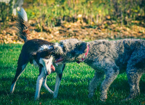 Can Dog Daycare Help With Behavioral Issues?