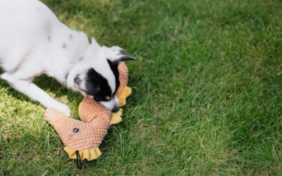 What to Pack for Your Dog’s Boarding Stay: A Pet Parent’s Checklist