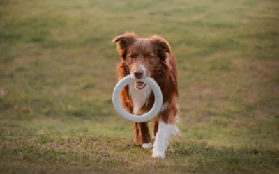 Can Dog Boarding Be Fun? Here’s What Your Dog Will Love About The Grand Paw