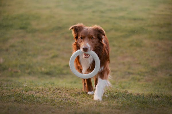 Can Dog Boarding Be Fun? Here’s What Your Dog Will Love About The Grand Paw