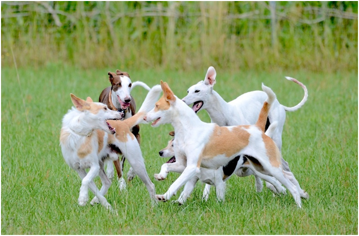 Dogs playing together in an outdoor area at a dog daycare facility.