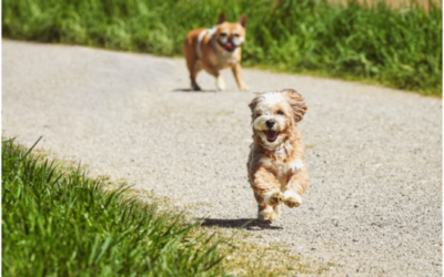 How Dog Daycare Near Palm Springs Can Help Your Dog Beat the Winter Blues