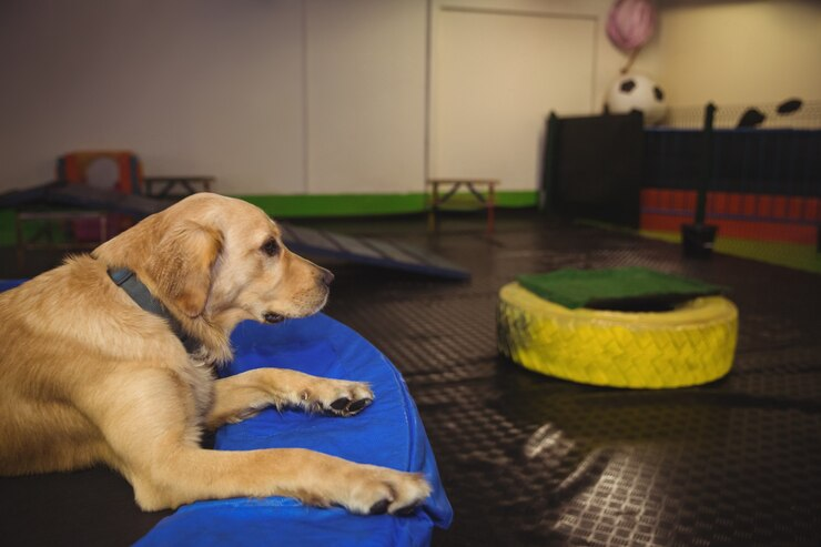 Is Your Dog Feeling Lonely? How Dog Daycare Can Help!