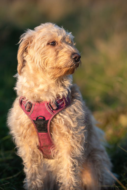 Labradoodle playing outdoors at The Grand Paw dog boarding facility near Indio, CA, enjoying expert care and a spacious play area.