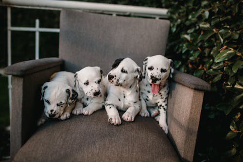 Dogs sitting on a comfortable sofa at The Grand Paw's pet hotel, resting peacefully in a cozy and welcoming atmosphere.