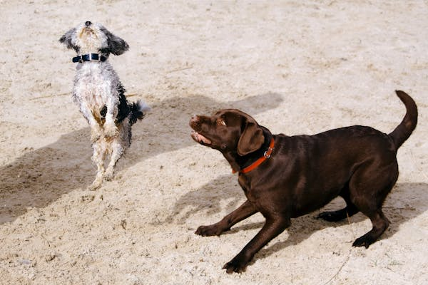 Happy dogs running and playing at a dog daycare facility.