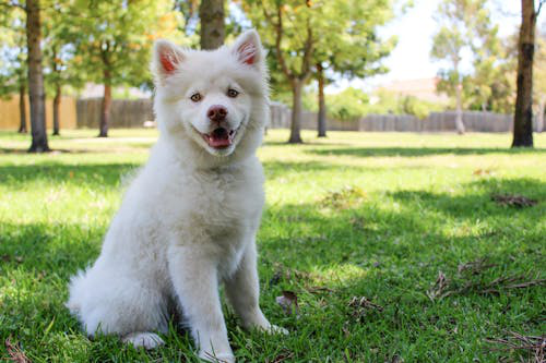 A playful dog enjoying outdoor activities at a dog daycare center near Palm Desert.