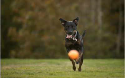 Keeping Your Dog’s Mind and Body Engaged: The Best Structured Activities at Dog Daycare