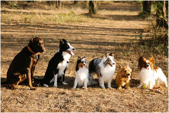 A group of happy dogs playing together outdoors at a dog daycare facility.