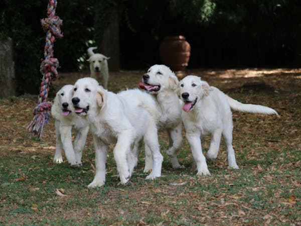 Dogs playing and running outdoors at a daycare facility.