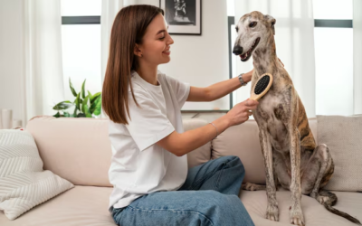 Can Dog Daycare Help Prevent Destructive Behavior at Home? Let’s Find Out