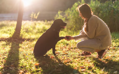 How Dog Daycare Provides the Perfect Balance Between Fun and Rest