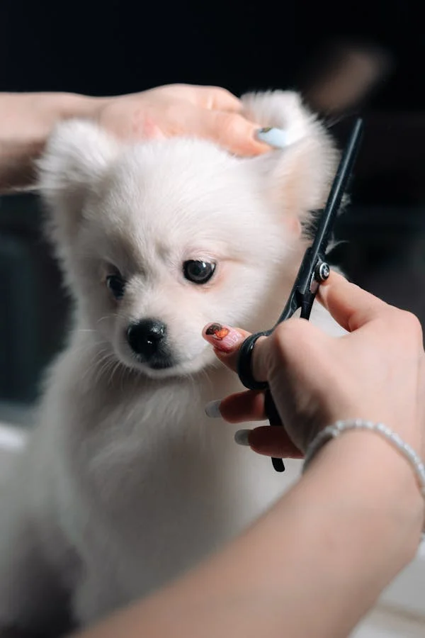 Professional carefully trimming a dog's fur with grooming scissors for a neat and healthy look.