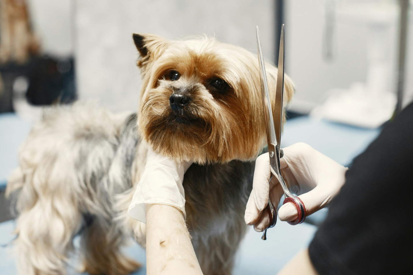 a dog getting a haircut from a professional groomer