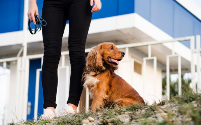 How Dog Daycare Helps Your Pup Build Confidence and Social Ski