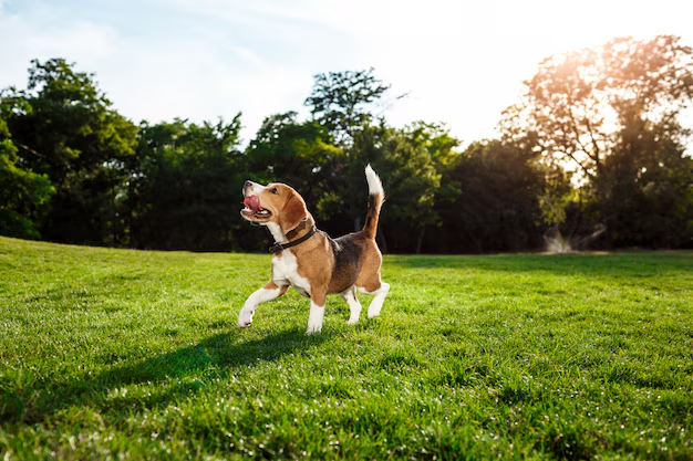 Traveling Without Your Dog? Here’s How Dog Boarding Can Ease Your Guilt