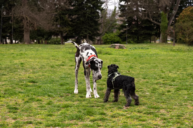 The Top 5 Dog Daycare Games That Keep Your Pup Entertained