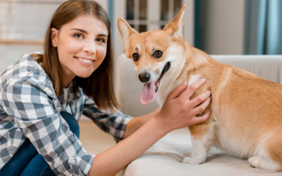 How Dog Boarding Facilities Handle Special Diets and Medical Needs