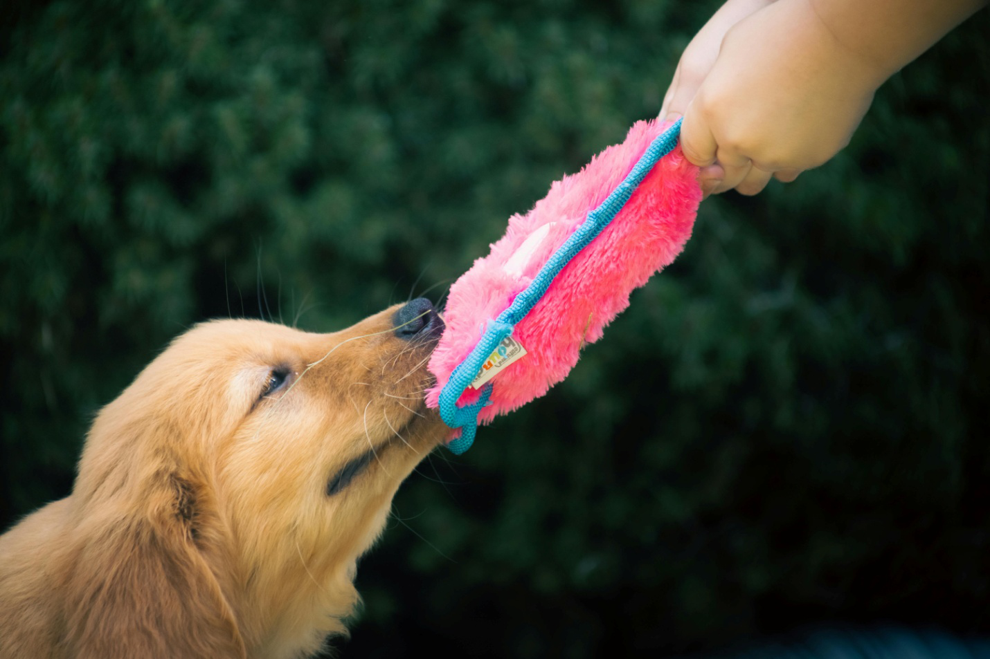 a dog holding a pink toy in its mouth while a person holding it from the other end