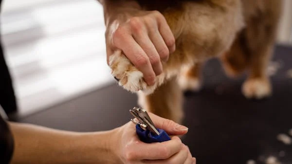 Professional carefully trimming a dog's nails to avoid discomfort and promote healthy paws.