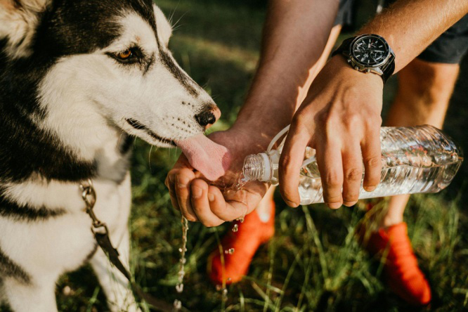 A staff member giving water to a dog.